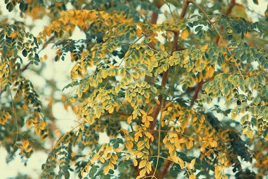 Comment consommer du moringa ?